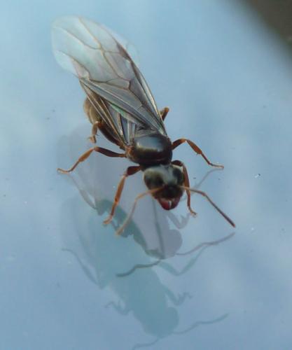 Lasius sp.