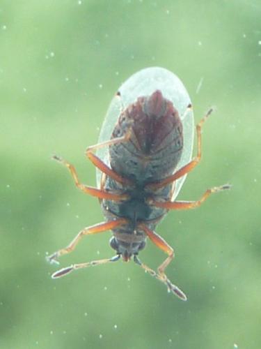 Kleidocerys sp.