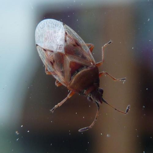 Réf. 122 471 : Kleidocerys sp.