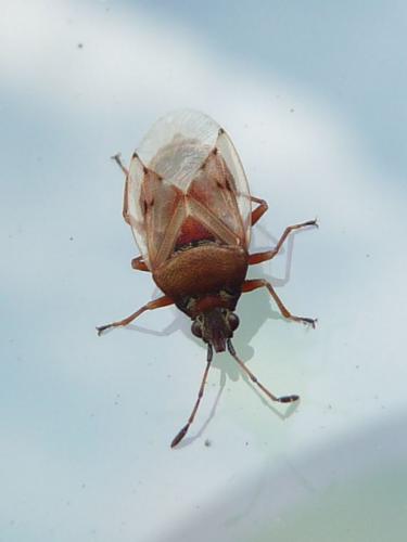 Réf. 122 472 : Kleidocerys sp.