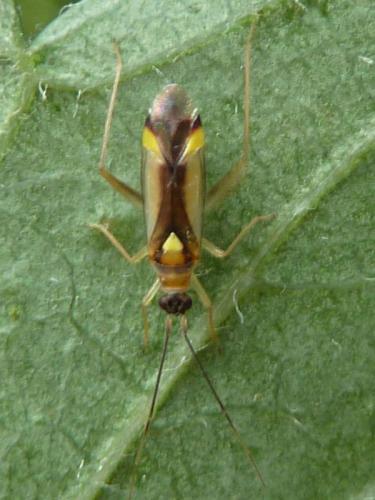 Campyloneura virgula