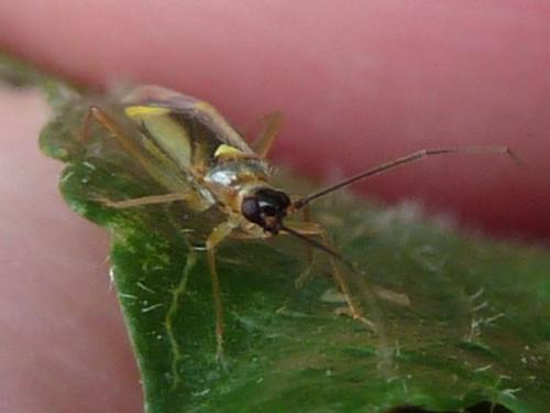 Campyloneura virgula