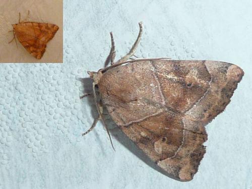 Réf. 122 782 : Cosmia trapezina