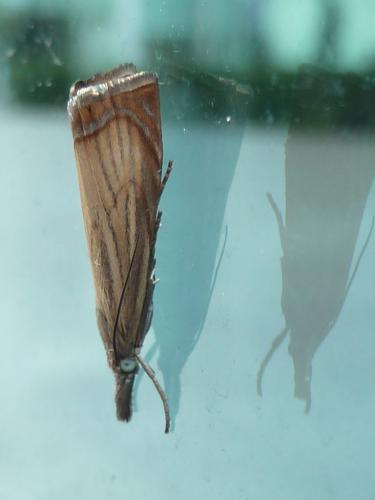 Réf. 122 784 : Chrysoteuchia culmella