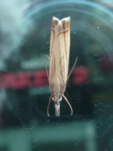 Chrysoteuchia culmella