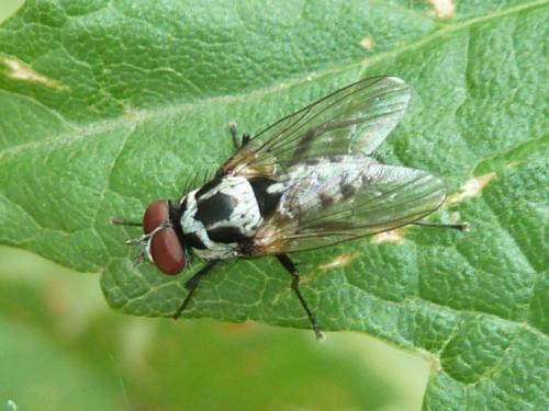 Réf. 122 876 : Anthomyia procellaris