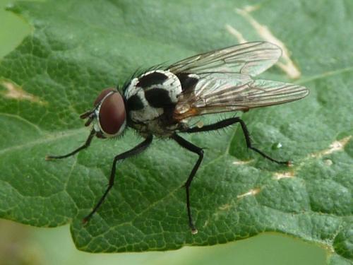 Réf. 122 877 : Anthomyia procellaris