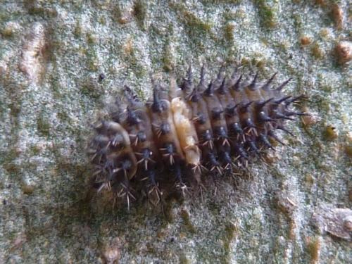 Réf. 122 977 : Chilocorus bipustulatus