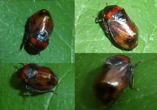 Penthimia nigra