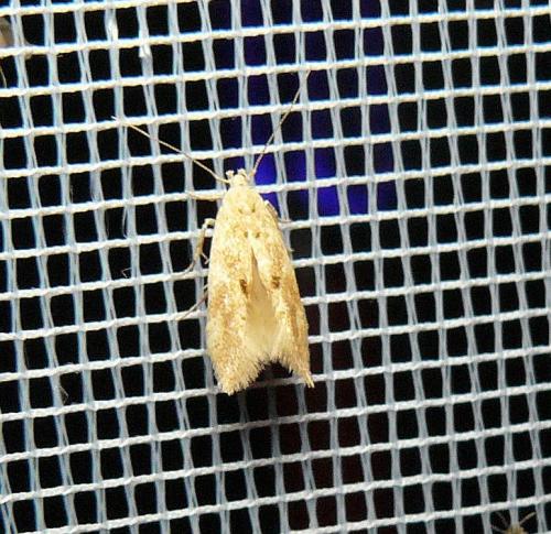 Réf. 122 144 : Mompha ochraceella