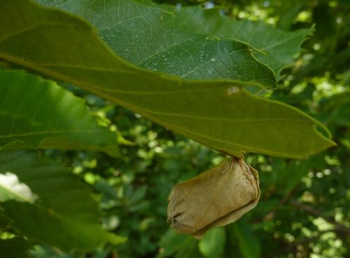 Attelabus nitens