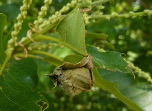 Réf. 122 439 : Attelabus nitens