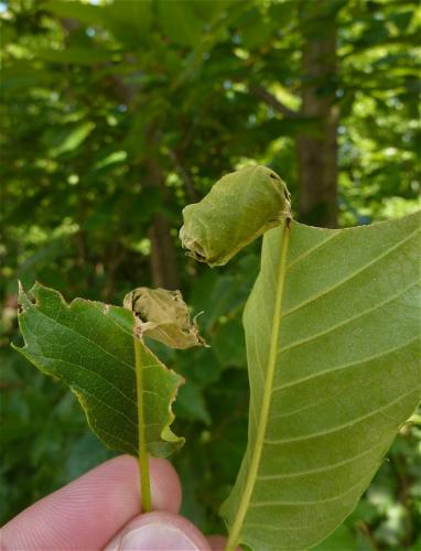 Attelabus nitens