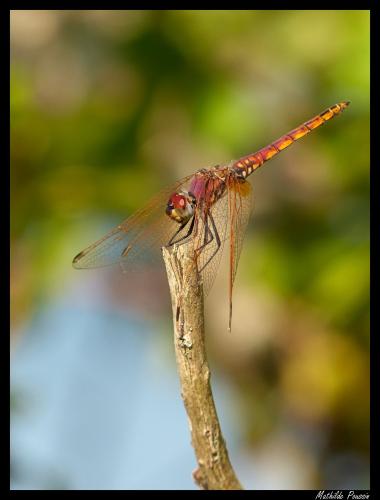 Trithemis annulata