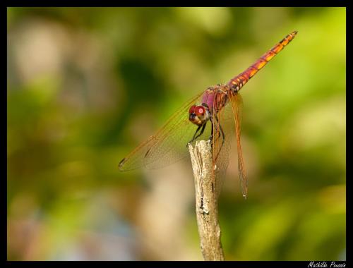 Trithemis annulata