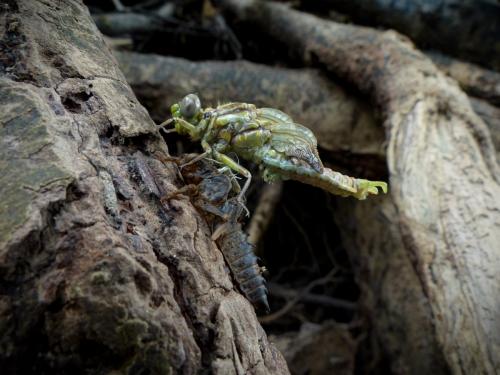 Onychogomphus uncatus