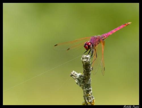 Trithemis annulata