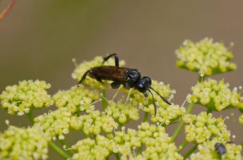Macrophya montana
