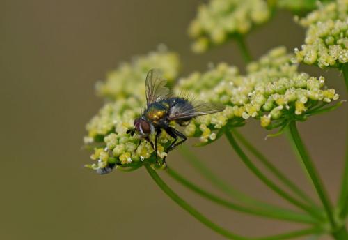 Chrysosomopsis aurata