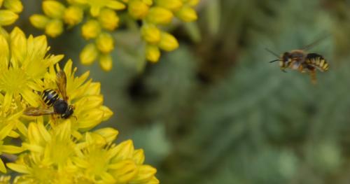 Anthidium sp.