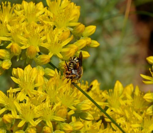 Réf. 122 535 : Anthidium sp.