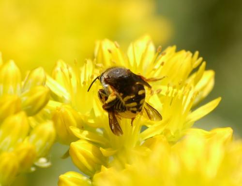 Anthidium sp.