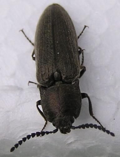Cidnopus pilosus