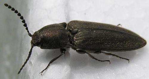 Réf. 122 830 : Cidnopus pilosus