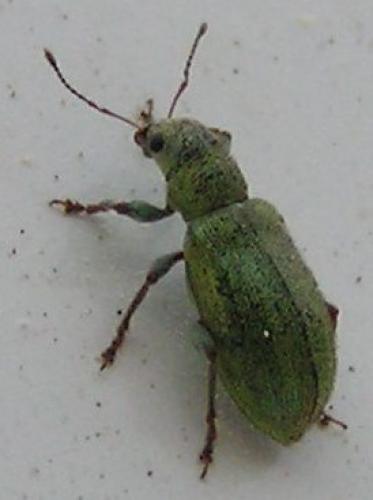 Pachyrhinus lethierryi