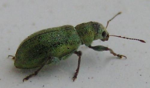 Pachyrhinus lethierryi