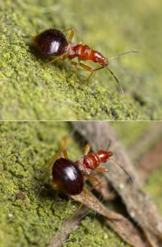 Réf. 122 009 : Loricula elegantula