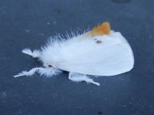 Euproctis similis