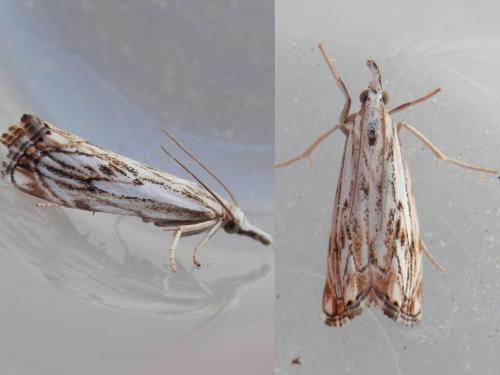 Réf. 122 131 : Catoptria falsella