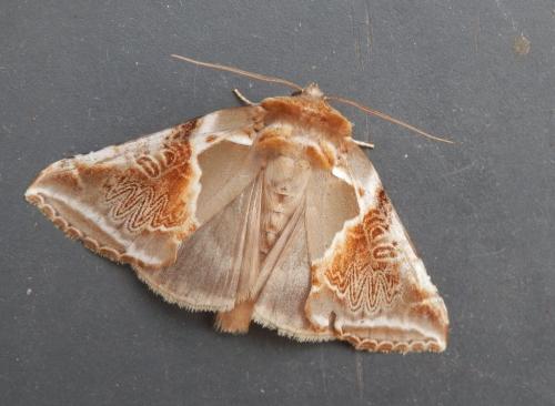 Réf. 122 274 : Habrosyne pyritoides