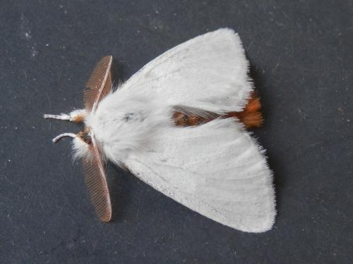 Réf. 122 362 : Euproctis chrysorrhoea