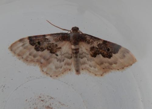 Réf. 122 810 : Idaea rusticata