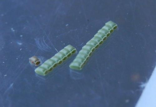 Réf. 122 652 : Ennomos erosaria
