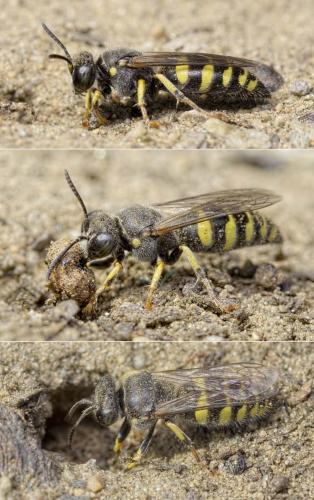 Bembecinus tridens