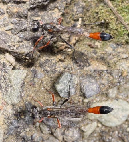Ammophila heydeni