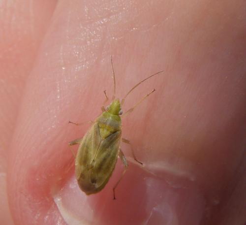 Amblytylus nasutus