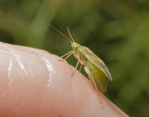 Amblytylus nasutus