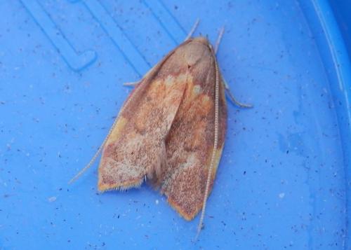 Réf. 122 822 : Carcina quercana
