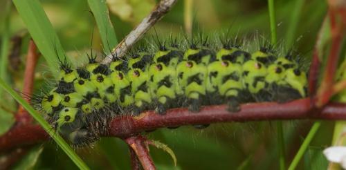 Saturnia pavonia