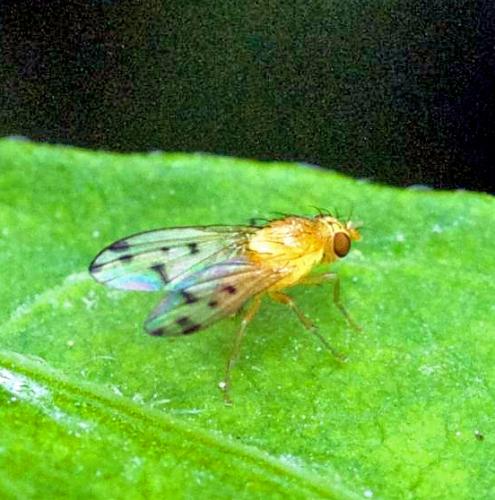 Homoneura sp.