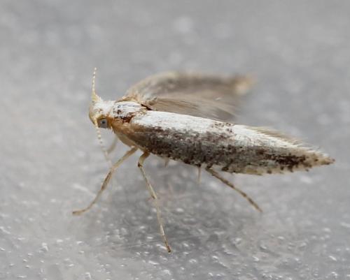 Argyresthia sp.