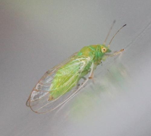 Cacopsylla peregrina