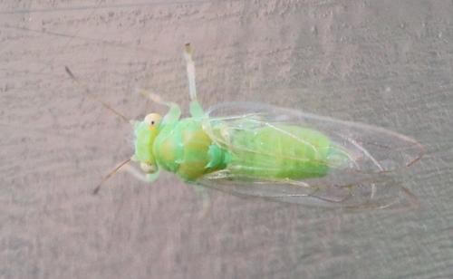 Cacopsylla peregrina