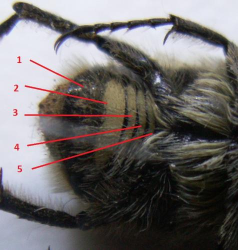 Trichius sexualis