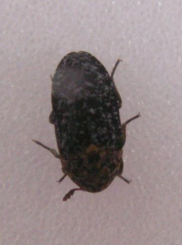 Réf. 122 282 : Dermestes undulatus