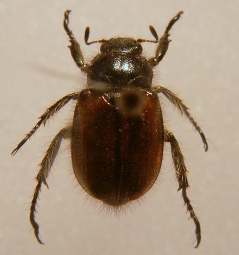 Phyllopertha horticola